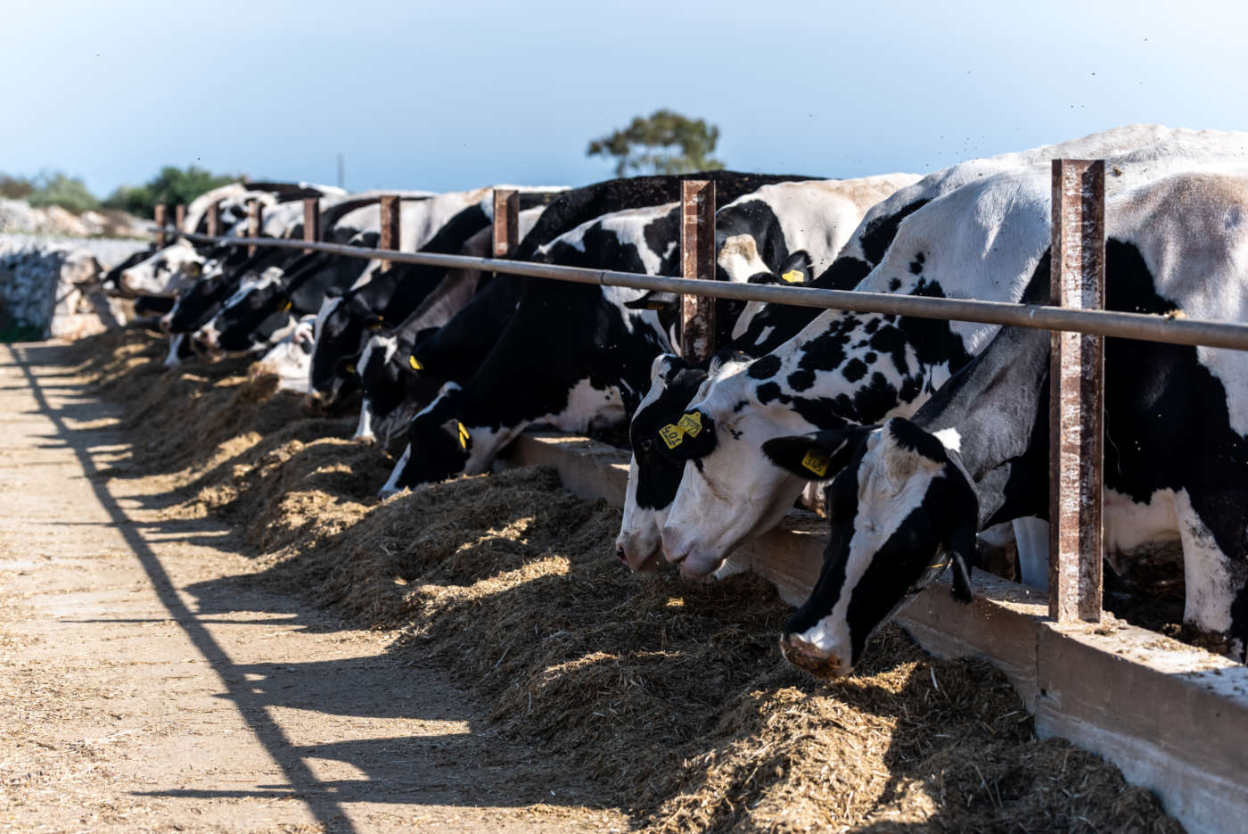 Lactalis al fianco degli allevatori siciliani per il benessere animale